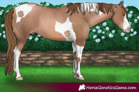 Horse Color:White Spotted Liver Chestnut Pearl Tobiano Varnish Rabicano 