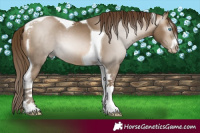 Horse Color:Gray White Spotted Buckskin Pearl Mushroom Tobiano 