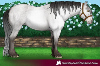 Horse Color:Gray Platinum Sable Champagne Roan 