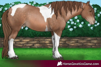 Horse Color:Brown Pearl Tobiano Rabicano