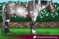 Horse Color:Gray White Spotted Brown 