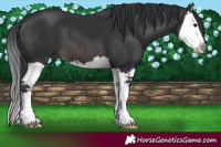 Horse Color:Platinum Brown Splash 