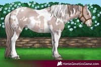 Horse Color:Platinum White Spotted Bay Pearl Tobiano Rabicano 