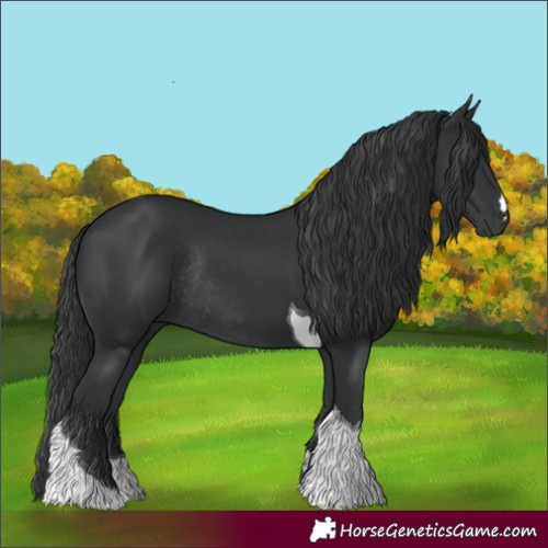 Horse Color:Black Tobiano Rabicano 