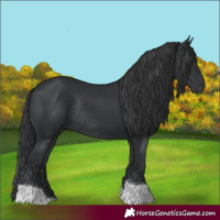 Horse Color:Black Tobiano Rabicano