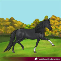 Horse Color:Black Tobiano Rabicano