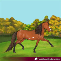 Horse Color:Bay Frame