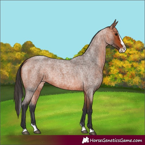Horse Color:Bay Roan Splash