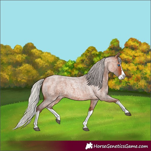 Horse Color:Silver Bay Roan Splash 