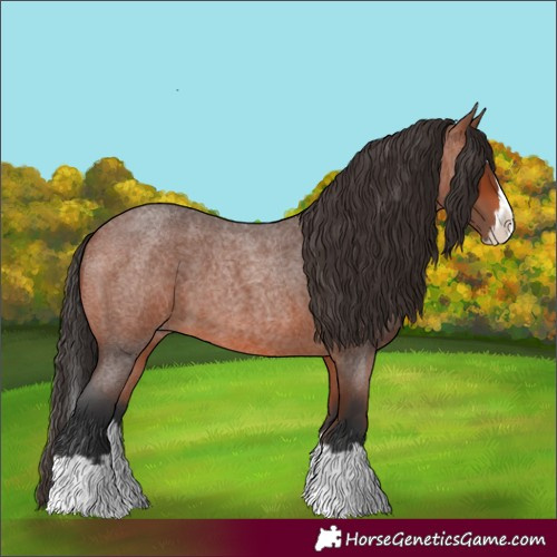 Horse Color:Bay Roan Splash