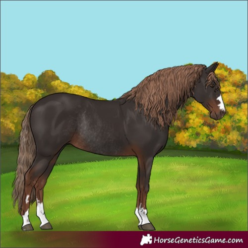 Horse Color:Liver Chestnut Rabicano 