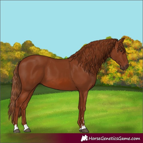 Horse Color:Chestnut 