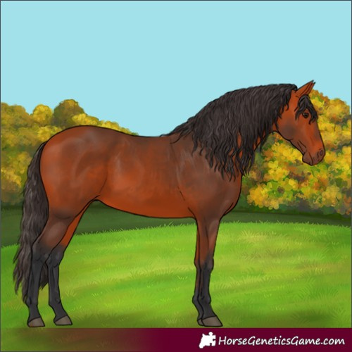 Horse Color:Bay 