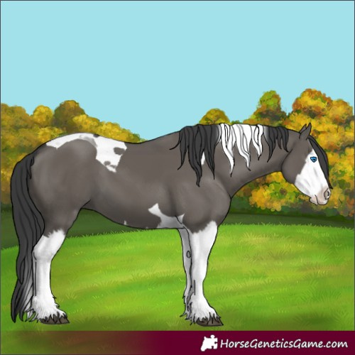 Horse Color:Unknown 
