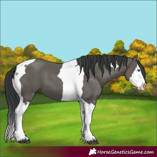 Horse Color:Unknown 