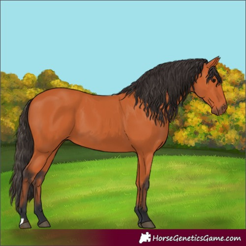 Horse Color:Bay 