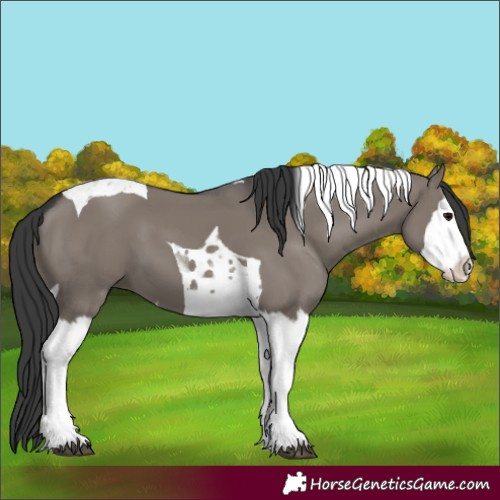 Horse Color:Unknown 