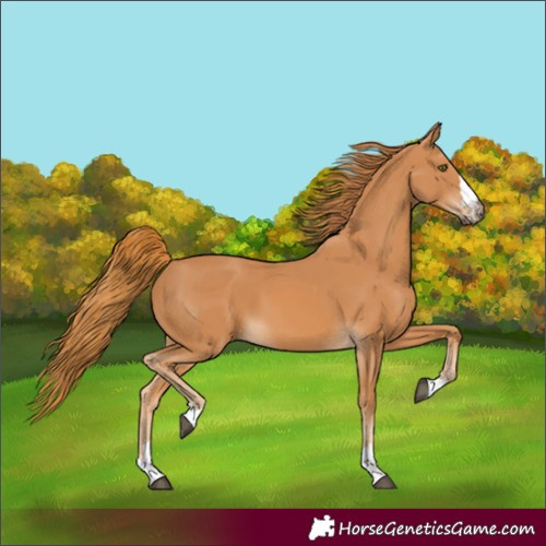 Horse Color:Chestnut 