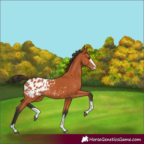 Horse Color:Bay Appaloosa 