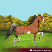 Horse Color:White Spotted Bay Frame 