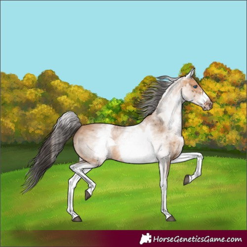 Horse Color:White Spotted Bay Dun Frame