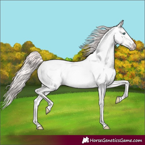 Horse Color:Perlino Roan 