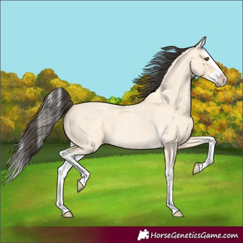 Horse Color:Buckskin Roan Dun Splash 