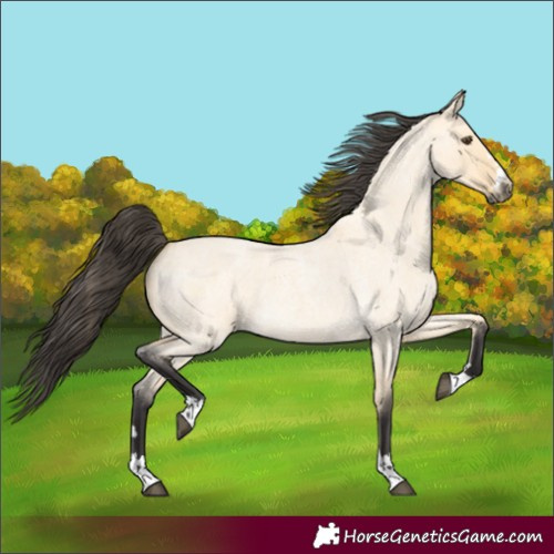 Horse Color:Buckskin Roan Dun 