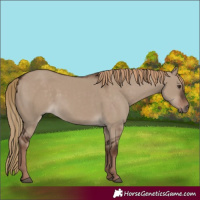 Horse Color:Liver Red Dun Rabicano 