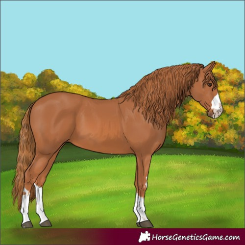 Horse Color:Chestnut 