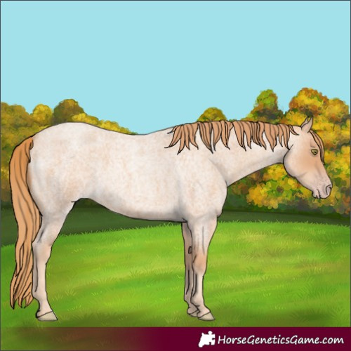 Horse Color:Gold Champagne Roan 