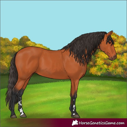 Horse Color:Bay 