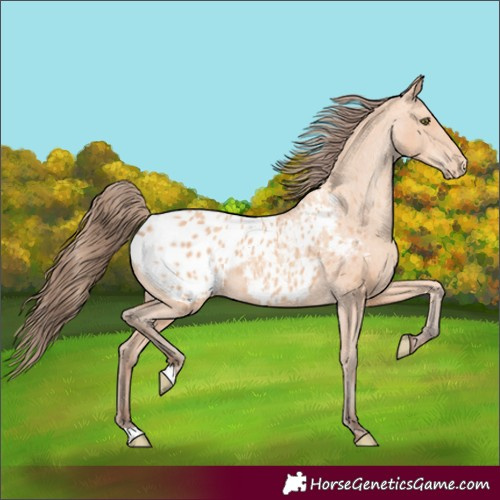Horse Color:Amber Champagne Appaloosa Rabicano 