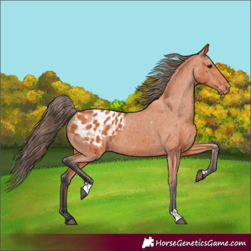 Horse Color:Bay Appaloosa 