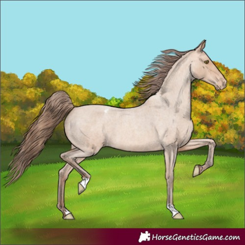 Horse Color:Amber Champagne Roan Appaloosa 