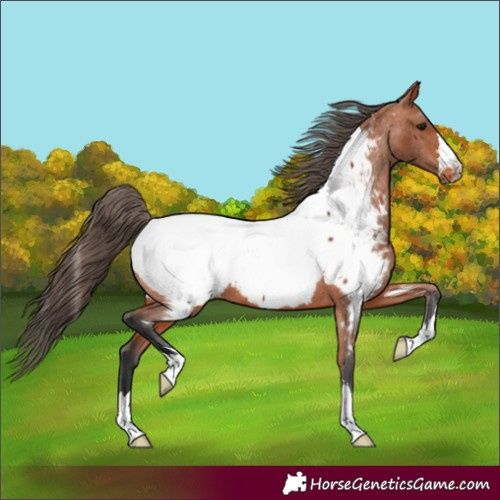 Horse Color:Bay Appaloosa 