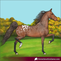 Horse Color:Bay Appaloosa