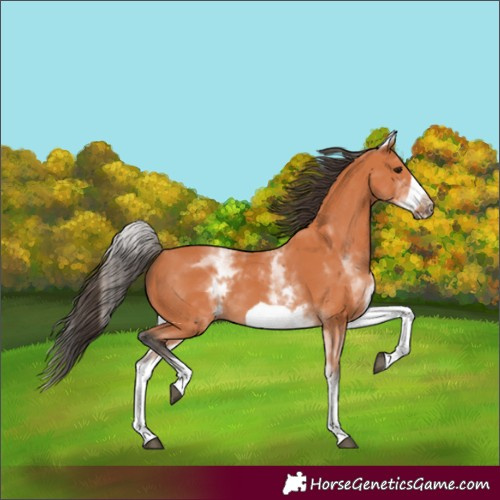 Horse Color:White Spotted Bay Frame 