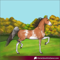 Horse Color:White Spotted Bay Frame 