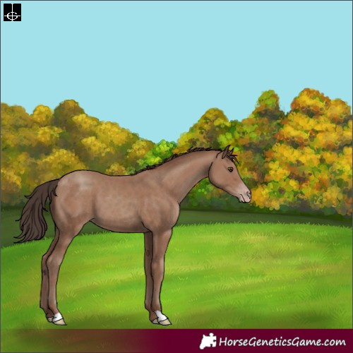 Horse Color:Classic Champagne