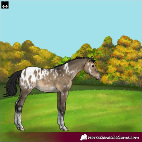 Horse Color:Gray White Spotted Brown Dun Tobiano Blanket