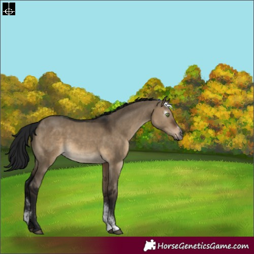 Horse Color:Gray Brown Dun Sabino Tobiano