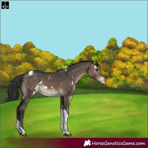 Horse Color:White Spotted Brown Dun Tobiano Appaloosa 