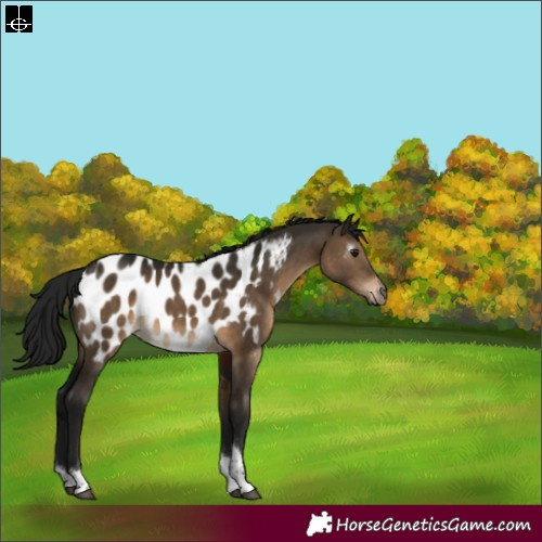 Horse Color:Gray Brown Dun Sabino Tobiano Appaloosa Rabicano