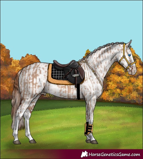 Horse Color:Red Dun Splash  and Red Dun Splash 