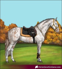 Horse Color:Red Dun Splash and Red Dun Splash