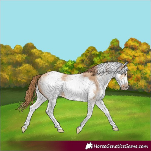 Horse Color:White Spotted Red Dun Frame 