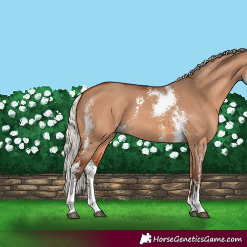 Horse Color:Silver Bay Dun Sabino