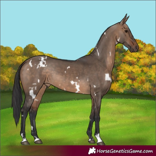 Horse Color:White Spotted Brown Dun
