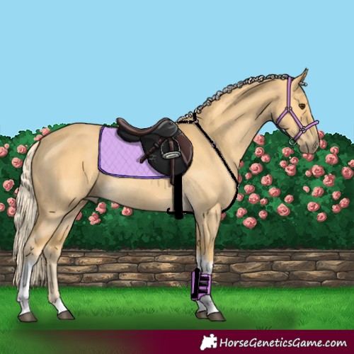 Horse Color:Palomino Tobiano
